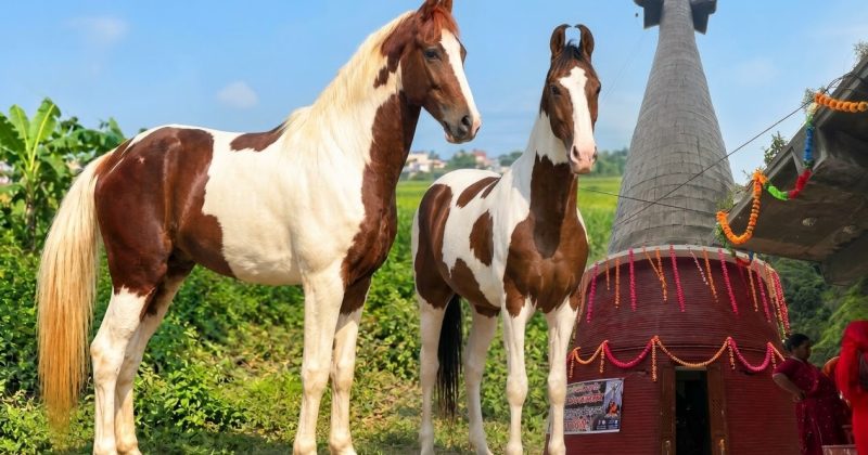 चितवनबाट लड्केश्वर धाम आइपुगे दुई सहयात्री घोडा ‘लाईगर’ र ‘भोला’