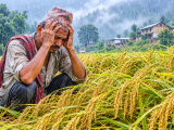 «किसानको पसिनामाथि वर्षाको प्रहार, अन्नदाताको पीडा कसले बुझ्ने?»
